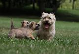 CAIRN TERRIER 406